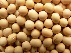 中学生的大豆爆料视频大全,校园生活趣味瞬间大揭秘