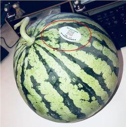 网红泡泡机吃瓜,吃瓜群众的娱乐新宠